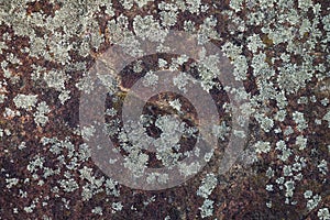 Lichen growing on stone surface