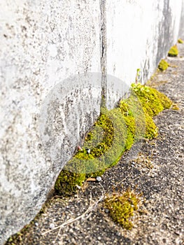 Lichen growing on surface of pathway