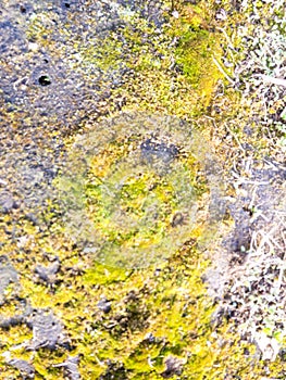 Lichen growing on surface of ground