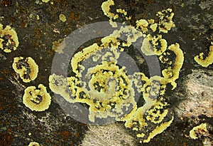 Lichen growing on the surface of the stone