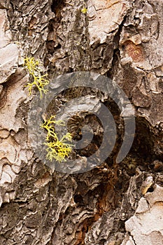 Lichen growing on tree bark