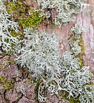 Lichen growing on a tree trunk