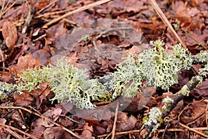 Lichen