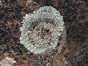 Lichen growing on the weatherworn surface of the gn, detail