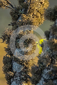 Lichen grown on a tree branch.