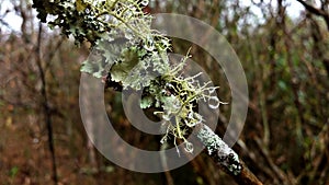 Lichen grows in a branch