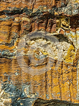 Lichen grows on a crystallized section of petrified wood