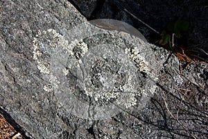 Lichen grows in a heart shaped pattern on a rock in East Sooke Park