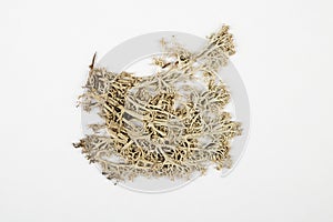 Lichen herbarium on white