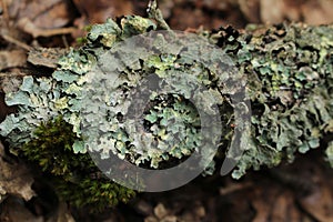Lichen - Hypogymnia physodes