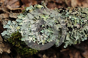 Lichen - Hypogymnia physodes