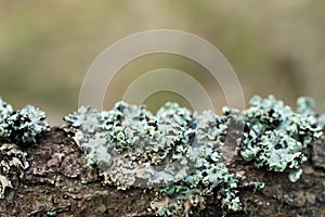 Lichen hypogymnia physodes on tree branch