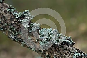 Lichen hypogymnia physodes on tree branch photo