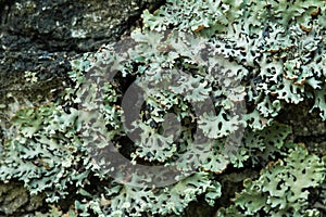 Lichen Hypogymnia physodes on tree closeup