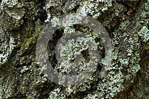 Lichen Hypogymnia physodes on tree closeup