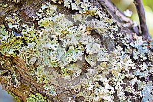 Lichen hypogymnia physodes on tree trunk. Close up