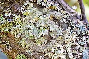 Lichen hypogymnia physodes on tree trunk. Close up photo