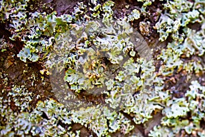 Lichen hypogymnia physodes on tree trunk. Close up photo