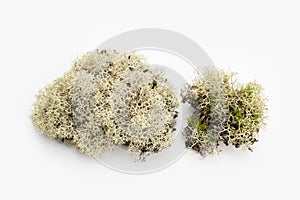 Lichen isolated on white background