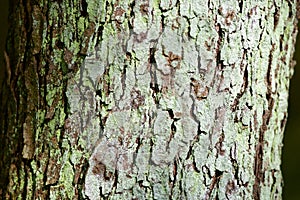 The lichen of the lacquer tree