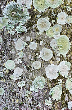 A LICHEN LANDSCAPE 01