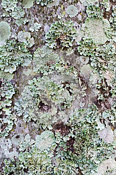 A LICHEN LANDSCAPE 06