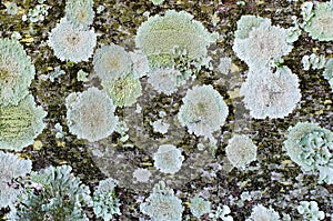 A LICHEN LANDSCAPE 08