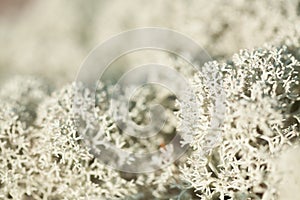 Lichen macro nature view