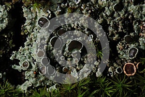 lichen macro