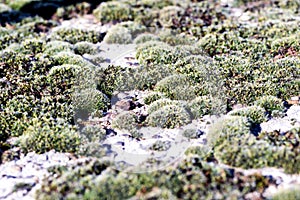 Lichen Moss on Concrete in Nature