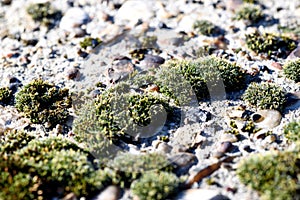 Lichen Moss on Concrete in Nature