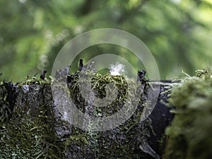 Lichen and moss covered tree trunk