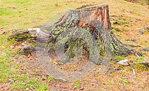 Lichen and moss on cut down tree stump in Fall