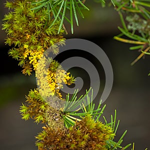 Lichen and moss growing on a larch twig