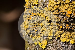 Lichen and moss growing on a tree branch