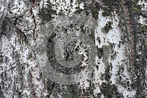 Lichen and moss on greenish grey bark of silver poplar