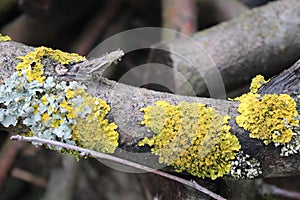 Lichen and moss on an old tree branch