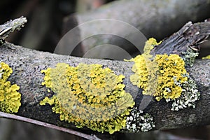 Lichen and moss on an old tree branch