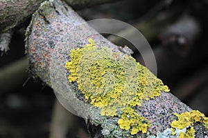 Lichen and moss on an old tree branch