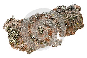 Lichen, moss and other organic matter of the bark of the old app