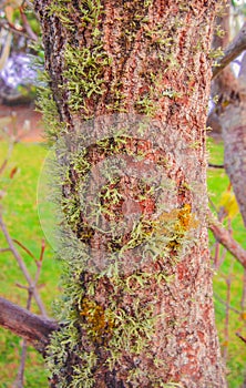 lichen and moss on stem of tree