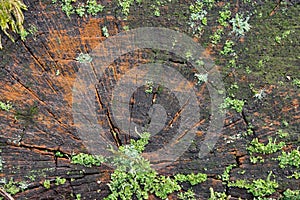 Lichen and moss on tree stump