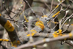 Lichen (moss) yellow on a tree branch. Time of year spring. Buds