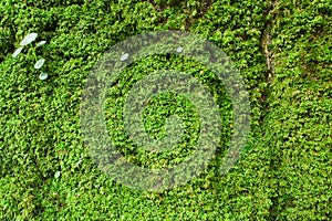 A lichen on the mountains. Rock in the moss.