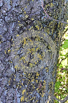 Lichen on Oak Tree, Norfolk, England, UK