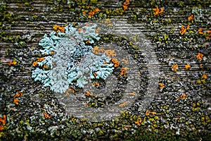 Lichen on old fence post