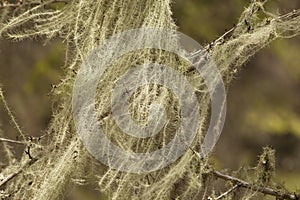 Lichen or old man's beard or spanish moss