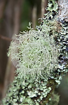 Lichen on an old tree branch