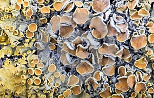 Lichen orange colony close-up on grey background