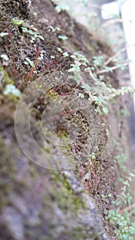 Lichen